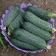 Семена огурцов Lark Seeds Уникум f1 1000 семян - изображение 4
