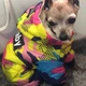 Комбінезон для собак Dog Baby Hunter 5XL Pink - зображення 4