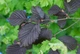 Лещина большая Purpurea / Corylus maxima Purpurea С7.5/ Н 80-100 - изображение 1