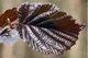 Лещина большая Purpurea / Corylus maxima Purpurea С7.5/ Н 80-100 - изображение 2