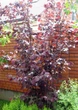 Лещина большая Purpurea / Corylus maxima Purpurea С7.5/ Н 80-100 - изображение 4