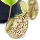Растение хищник Непентес Хукериана AlienPlants Nepenthes "Hookeriana" - зображення 2