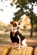 Худи для собак DogClub Off Street S Black - изображение 4
