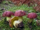 Мицелий Болета королевского, Boletus regius 100 г - изображение 1