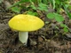Мицелий Сыроежки буреющей (Сыроежки ароматной), Russula xerampelina 100 г - изображение 5
