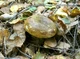 Міцелій Груздя чорного, Lactarius necator 100 г - зображення 4