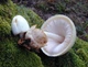 Мицелий Гигрофор поздний (бурый), Hygrophorus hypothejus 100 г - изображение 5