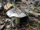 Міцелій Рядовки сіркою, Tricholoma portentosum 100 г - зображення 1