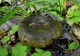 Міцелій Груздя чорного, Lactarius necator 100 г - зображення 7