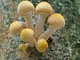 Мицелий Опёнка осеннего (Опёнка настоящего, Опёнка медового), Armillaria mellea 100 г - изображение 3