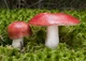 Мицелий Сыроежки жгучей, Russula emetica 100 г - изображение 3