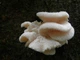 Мицелий Ежовика коралловидного, Hericium coralloides 100 г - изображение 6