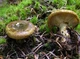 Міцелій Груздя чорного, Lactarius necator 100 г - зображення 8