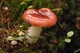 Мицелий Сыроежки жгучей, Russula emetica 100 г - изображение 4