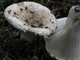 Міцелій Подгруздка білого (Сухого груздя), Russula delica 100 г - зображення 2