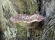 Мицелий Трутовика серно-жёлтого, Laetiporus sulphureus 100 г - изображение 4