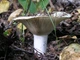 Міцелій Подгруздка білого (Сухого груздя), Russula delica 100 г - зображення 3