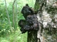 Міцелій Чага (Березовий гриб), Inonotus obliquus 100 г - зображення 3