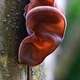 Мицелий на брусочках Муэр (Иудино ухо), Auricularia auricula - изображение 1