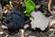 Мицелий Трюфеля чёрного перигорского, Tuber melanosporum 100 г - изображение 1