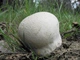 Міцелій Головача круглого, Calvatia utriformis 100 г - зображення 2