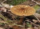 Міцелій Печіночниці звичайної, Fistulina hepatica 100 г - зображення 5