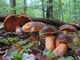 Мицелий Дубовика крапчатого, Boletus erythropus 100 г - изображение 3
