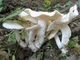 Мицелий Рядовки сросшейся, Lyophyllum connatum 100 г - изображение 2