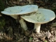 Міцелій Говорушки рудою підігнутого, Clitocybe geotropa 100 г - зображення 4