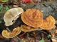 Міцелій Груздя чорного, Lactarius necator 100 г - зображення 11