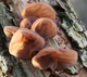 Мицелий на брусочках Муэр (Иудино ухо), Auricularia auricula - изображение 2