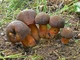 Мицелий Дубовика крапчатого, Boletus erythropus 100 г - изображение 4