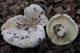 Міцелій Груздя повстяного (Скрипицы), Lactarius vellereus 100 г - зображення 2