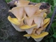 Міцелій на брусочки Глива лимонна-жовта, Pleurotus citrinopileatus - зображення 3