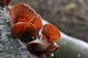 Мицелий на брусочках Муэр (Иудино ухо), Auricularia auricula - изображение 3