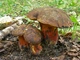 Мицелий Дубовика крапчатого, Boletus erythropus 100 г - изображение 5