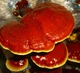 Мицелий на брусочках Опёнок тёмный, Armillaria ostoyae - изображение 4