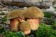 Мицелий Дубовика крапчатого, Boletus erythropus 100 г - изображение 6