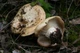 Міцелій Груздя повстяного (Скрипицы), Lactarius vellereus 100 г - зображення 4