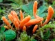 Міцелій Кордицепса військового, Cordyceps militaris 100 г - зображення 1