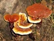 Мицелий на брусочках Опёнок тёмный, Armillaria ostoyae - изображение 5