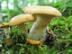 Мицелий Дубовика крапчатого, Boletus erythropus 100 г - изображение 7