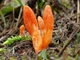 Міцелій Кордицепса військового, Cordyceps militaris 100 г - зображення 2