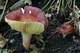Міцелій Сироїжки лайкової (Сироїжки зелено-червоною), Russula alutacea 100 г - зображення 4