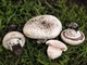 Міцелій Печериці бернардовидного, Agaricus bernardiiformis 100 г - зображення 1