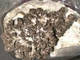 Міцелій maitake смажені гриби (Гріфола кучерява), Grifola frondosa 100 г - зображення 2