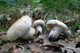 Міцелій Груздя перцевого, Lactarius piperatus 100 г - зображення 2