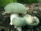Мицелий Сыроежки жгучей, Russula emetica 100 г - изображение 5