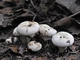 Міцелій Груздя перцевого, Lactarius piperatus 100 г - зображення 3