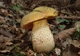 Міцелій Дубовика оливково-бурого, Boletus luridus 100 г - зображення 3